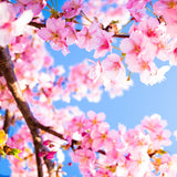 Shampoo Bar Cherry Blossom